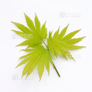 acer-japonicum-seeds-nakai