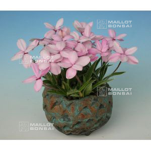 epuise-rhodohypoxis-damask