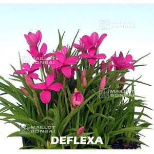 rhodohypoxis-deflexa