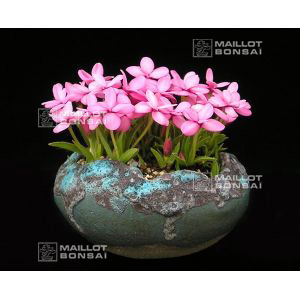 rhodohypoxis-ruth