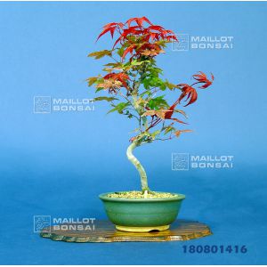 venduacer-palmatum-deshojo-ref-180801416