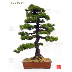 vendupinus-pentaphylla-de-semis-ref-1003081