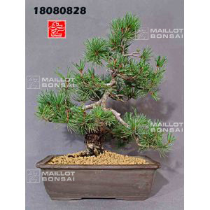 vendu-encherepinus-pentaphylla-ref-18080828