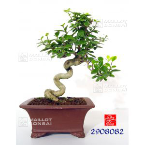 venduligustrum-ovalifolium-aureum-ref-2908082