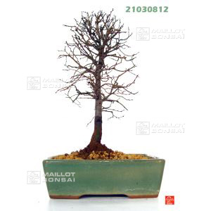 venduzelkova-serata-ref-21030812