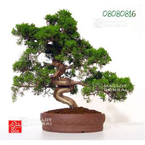 vendujuniperus-chinensis-itoigawa-ref-08080816