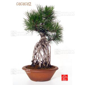 vendupinus-thunbergii-ref-0808082