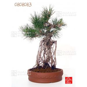 pinus-thunbergii-ref-0808083