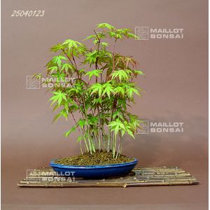 venduacer-palmatum-foret-ref-25040123