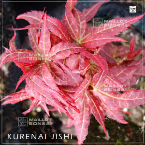 kurenai-jishi