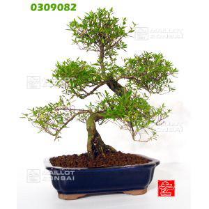 venduserissa-foetida-ref-0309082