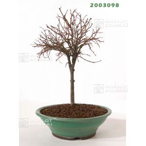 vendu-zelkova-serata-ref-2003098