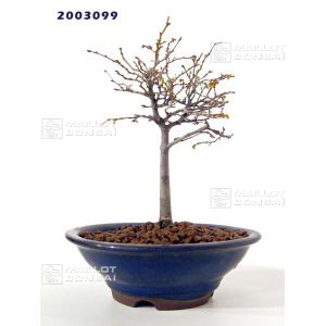 venduzelkova-serata-ref-2003099