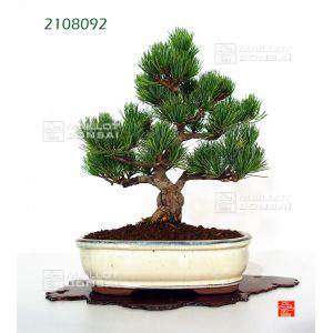 vendupin-a-5-aiguilles-ref-2108092