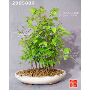 venducarpinus-laxiflora-ref-2005089