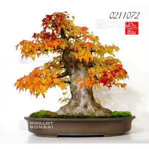 venduacer-buergerianum-ref-0211072