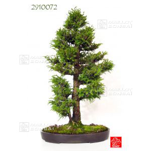n-34-le-cryptomeria