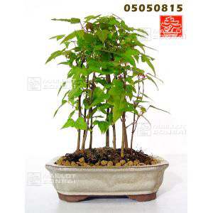 venduacer-buergerianum-ref-05050815