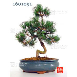 vendupinus-parviflora-ref-1601091