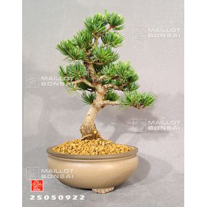 vendupin-a-5-aiguilles-s-ref-25050922
