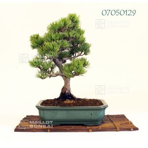 vendupin-a-5-aiguilless-ref-07050129