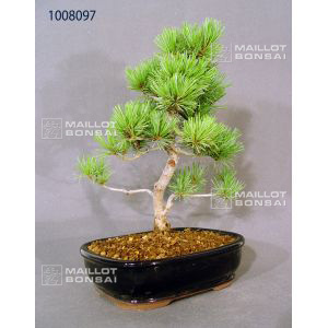 vendupin-a-5-aiguilles-s-ref-1008097