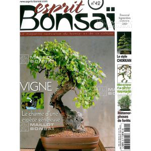 venduesprit-bonsai-n-42