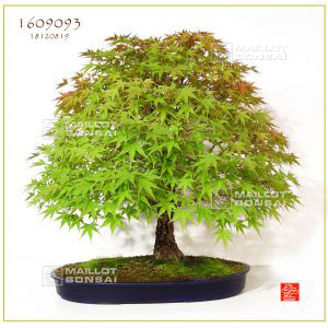 venduerable-a-ecorce-de-liege-ref-1609093