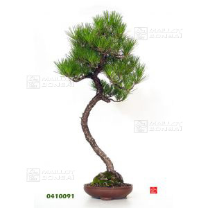 vendupin-noir-de-thunberg-ref-0410091