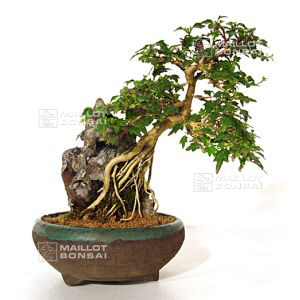 n-36-premna-japonica