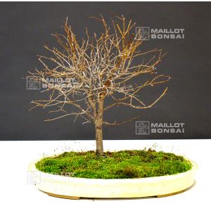 venduzelkova-serata-ref-06120122