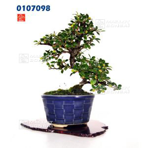 venducotoneaster-ref-0107098