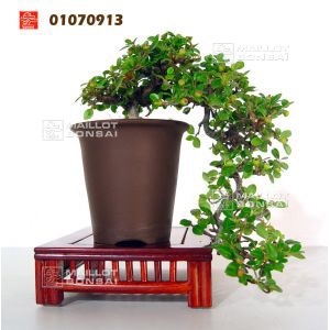 venducotoneaster-ref-01070913