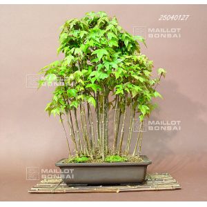 venduacer-buergerianum-ref-25040127