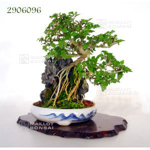 vendupremna-japonica-ref-2906096