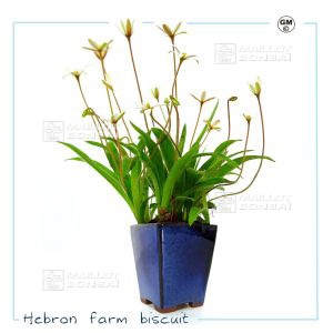 hypoxis-parvula-var-albiflora-hebron-farm-biscui