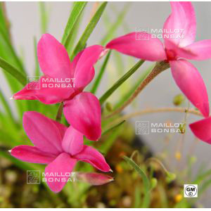 rhodohypoxis-rokujo-nishiki