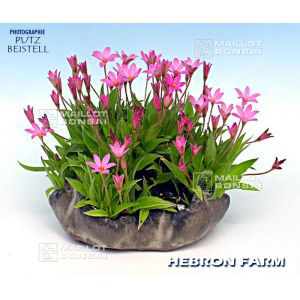 x-rhodoxis-hebron-farm