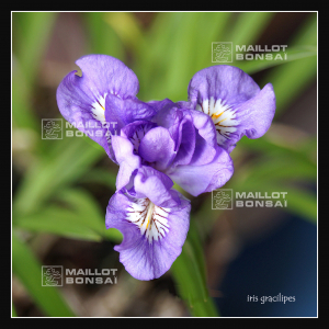 iris gracilipes Bleu