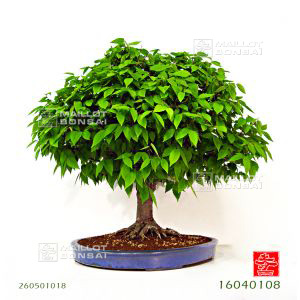 pas-beauzelkova-serrata-ref-260501018