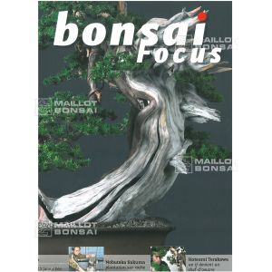 VENDU BONSAI FOCUS N° 67