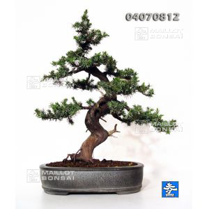 n-37-juniperus-rigida