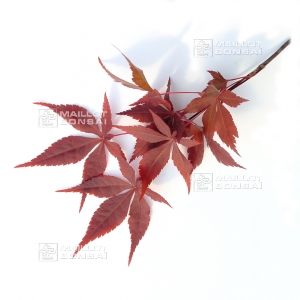 acer-matsumurae-seeds-inazuma