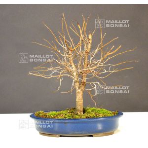 venduzelkova-serata-ref-06120121