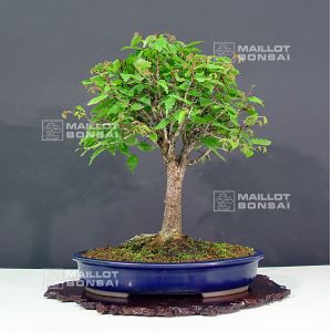 venduzelkova-serata-ref-240701311