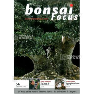 VENDU BONSAI FOCUS N° 54