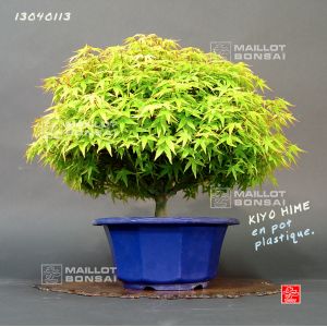 vendu-acer-palmatum-kiyohime-ref-13040113