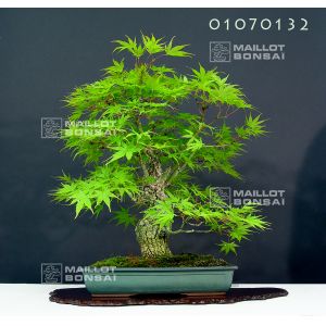 venduerable-a-ecorce-de-liege-ref-01070132