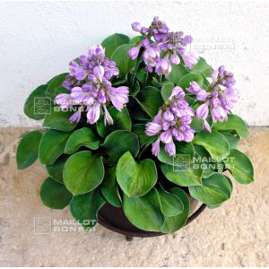 hosta-blue-mouse-ears