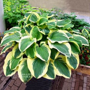 Hosta Diana remembered